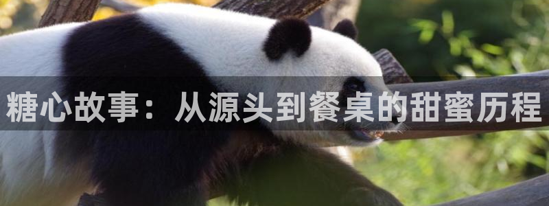 糖心vlog剧情：糖心故事：从源头到餐桌